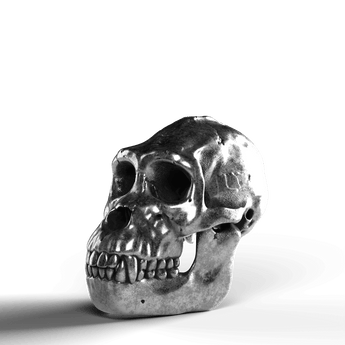 Gorilla Skull - SignalOaks Silver Statue