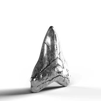 Megalodon Tooth - SignalOaks Silver Statue